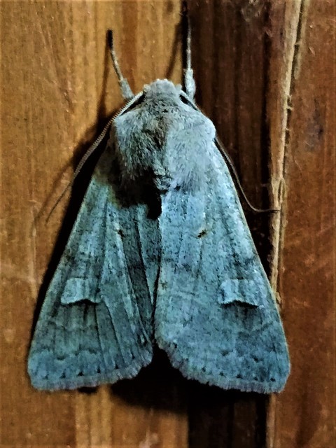 Ammoconia caecimacula - szürke őszibagoly