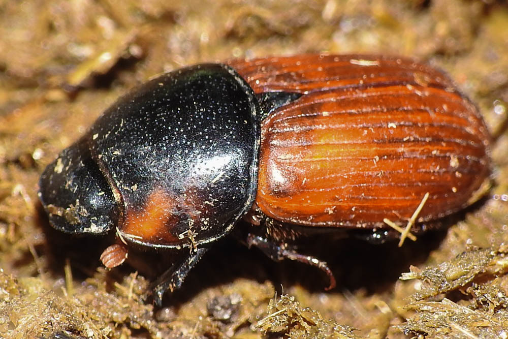 Aphodius scrutator - vörös trágyabogár
