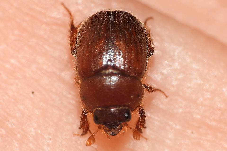 Ochodaeus chrysomeloides - alkonyati homoktúróbogár Ochodaeus chrysomeloides - alkonyati homoktúróbogár