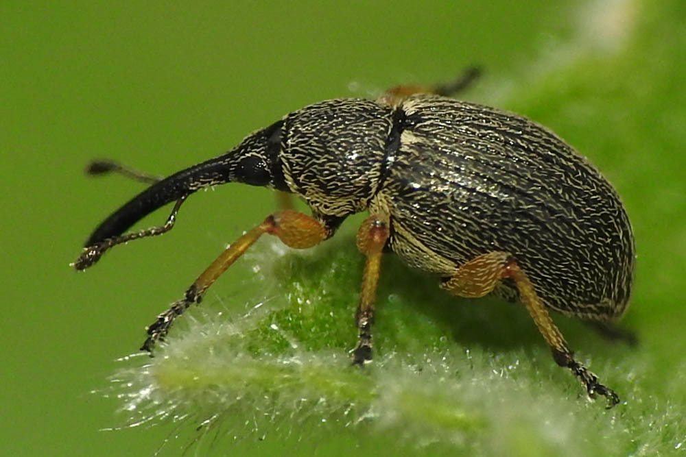 Rhopalapion longirostre - mályvarózsa-cickányormányos
