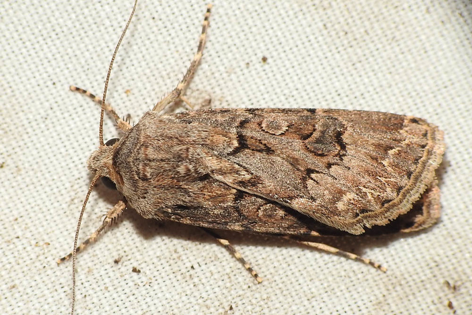 Agrotis bigramma - kétjegyű földibagoly