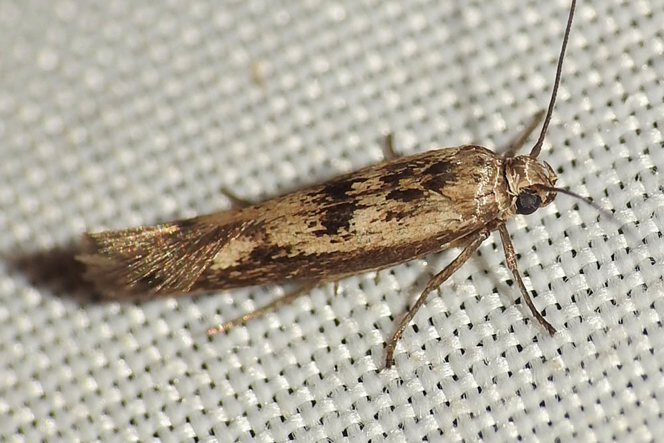 Scythris limbella - parajfonó zöldmoly