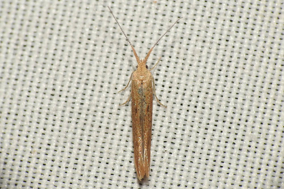 Coleophora