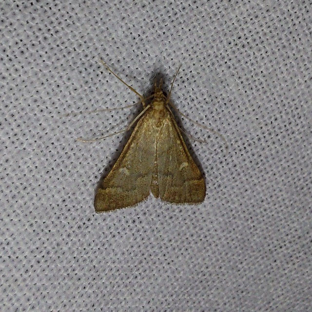 Dolicharthria punctalis - hosszúlábú tűzmoly