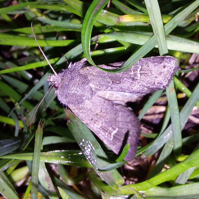 Aporophyla lutulenta - sziki őszibagoly