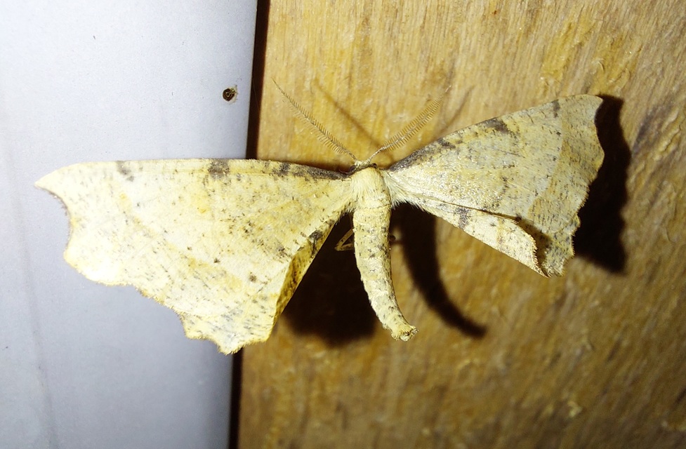 Artiora evonymaria - kecskerágó-araszoló