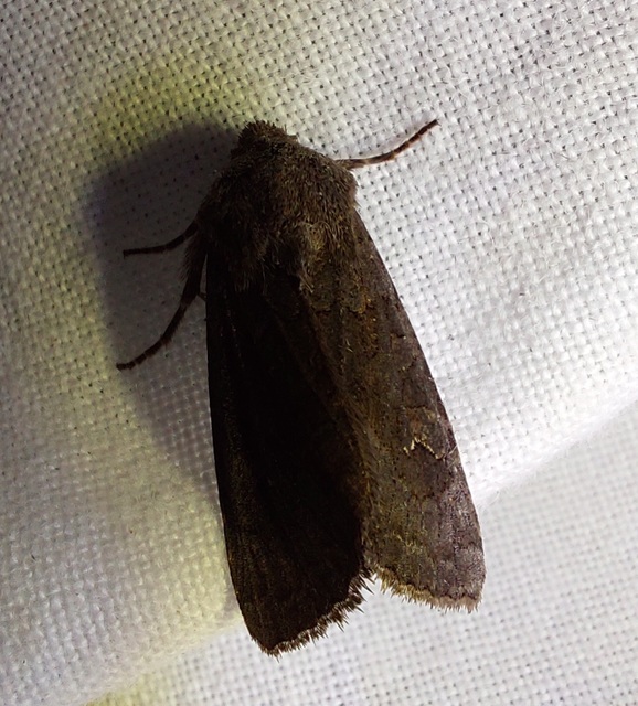 Aporophyla lutulenta - sziki őszibagoly