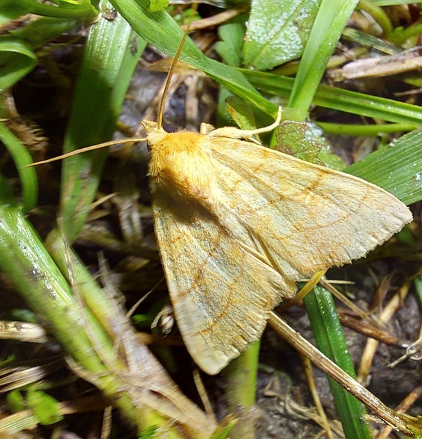 Tiliacea citrago - citromszínű sárgabagoly