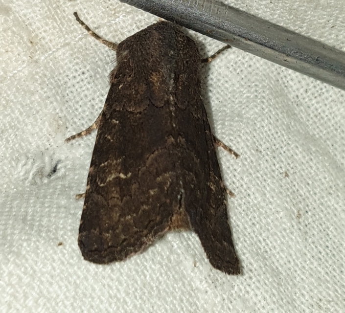 Aporophyla lutulenta - sziki őszibagoly