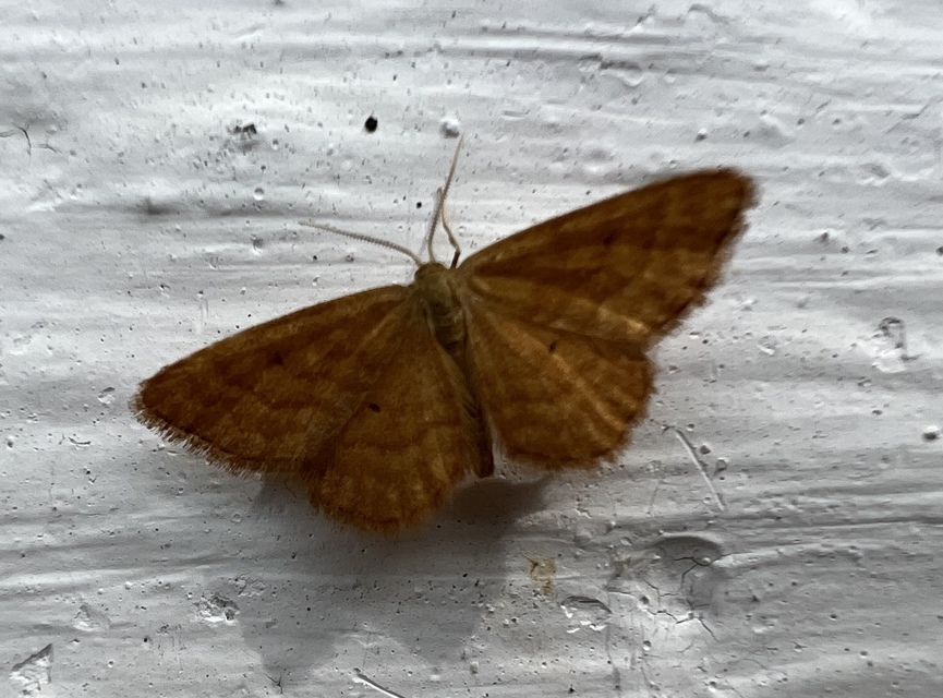 Idaea serpentata - kis sávosaraszoló
