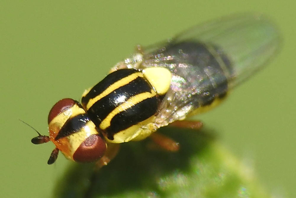 Chloropidae - gabonalegyek