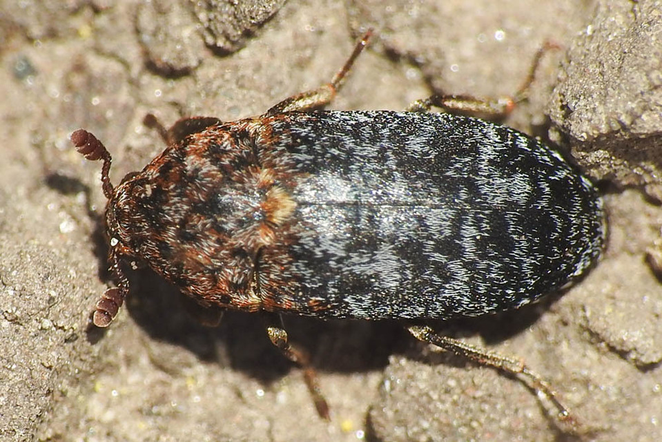 Dermestes undulatus - márványos porva Dermestes undulatus - márványos porva