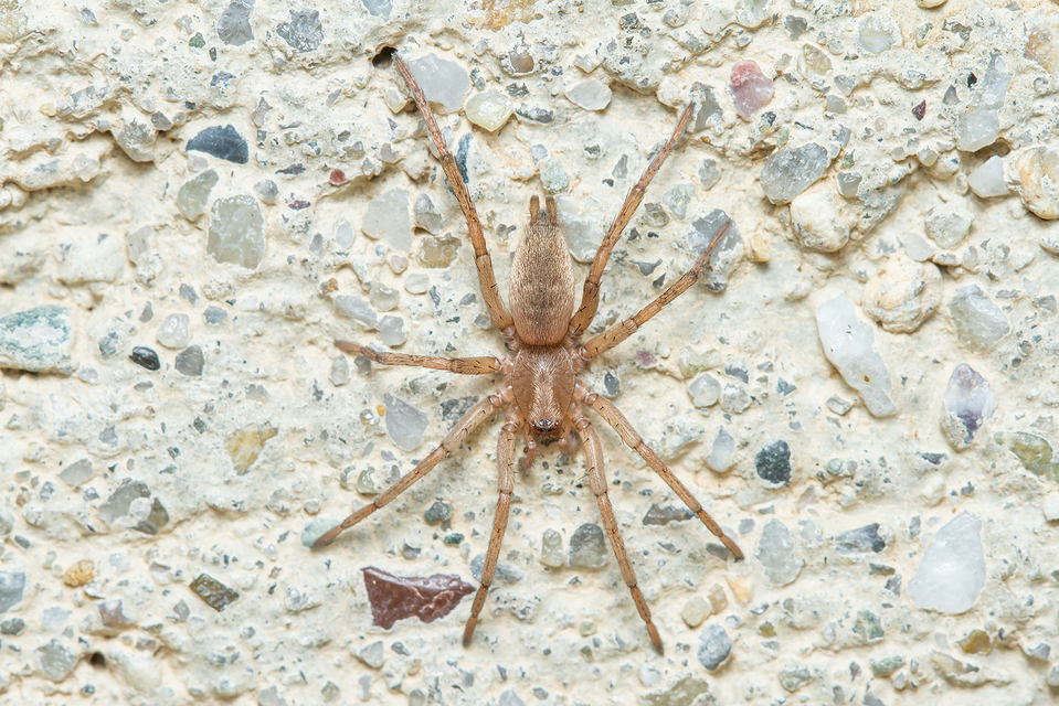 Drassodes/Drassodex
