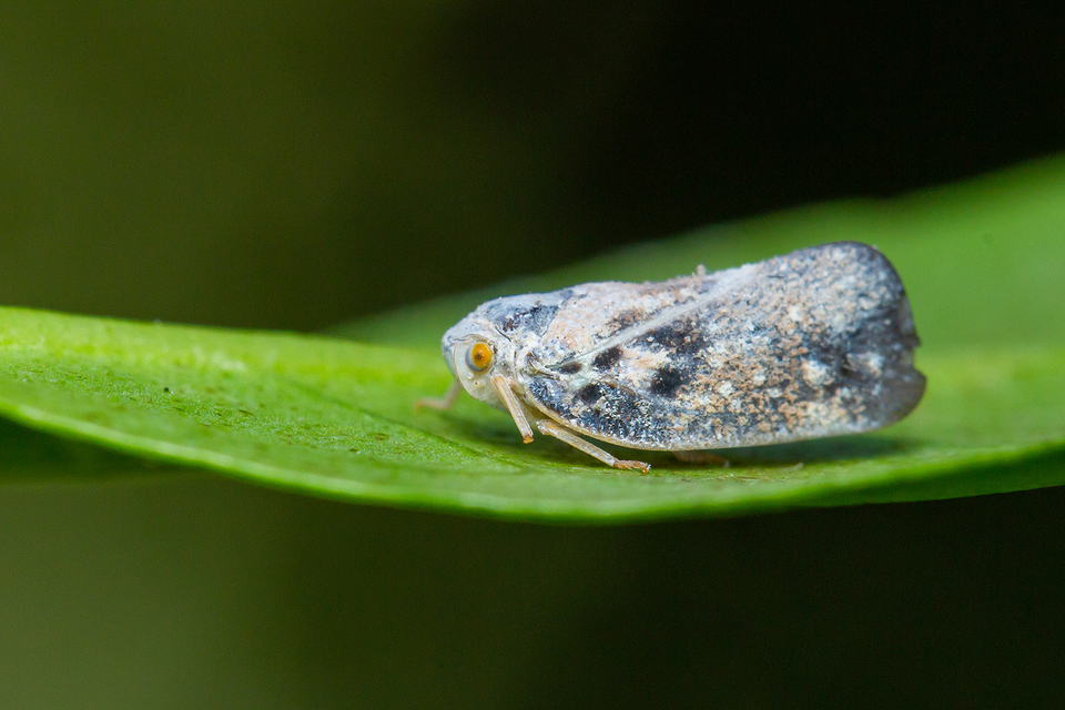 Metcalfa pruinosa - amerikai lepkekabóca