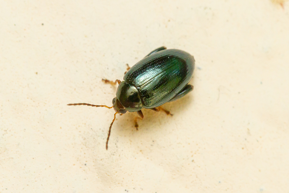 Psylliodes chrysocephala - repce-földibolha