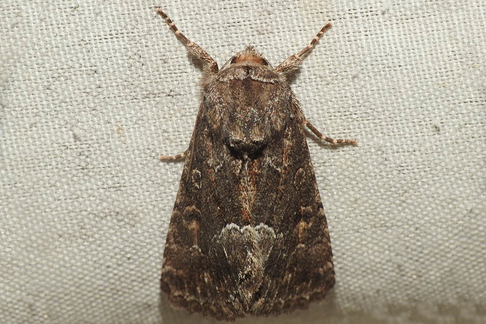 Thalpophila matura - fakó erdeibagoly