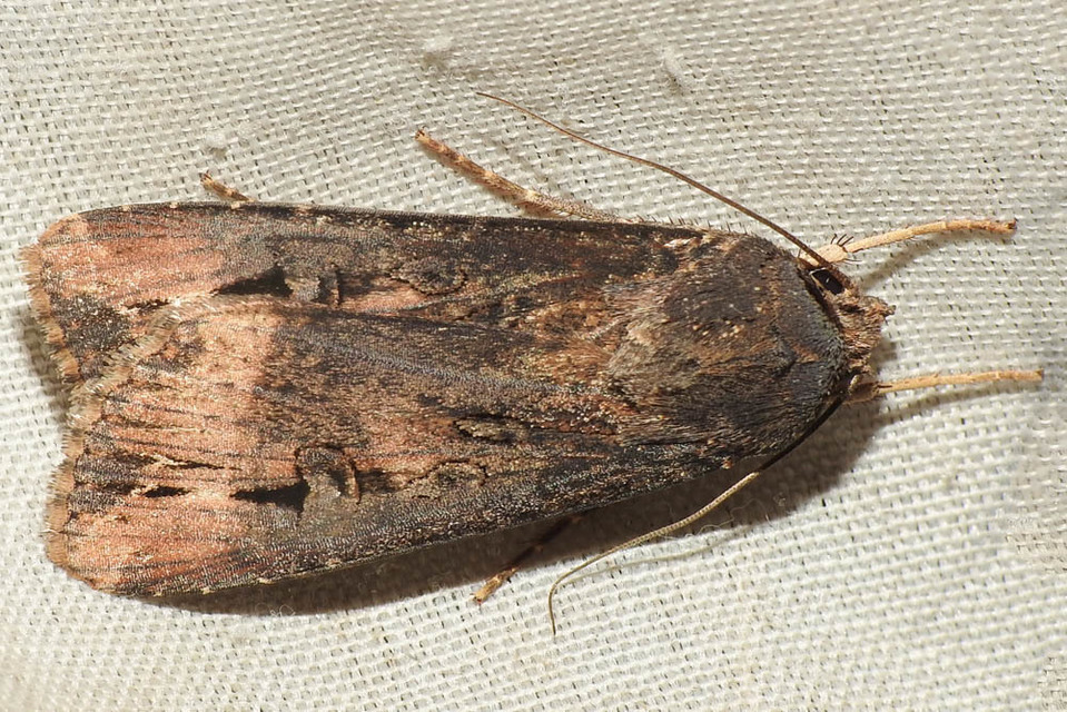 Agrotis ipsilon - nagy földibagoly