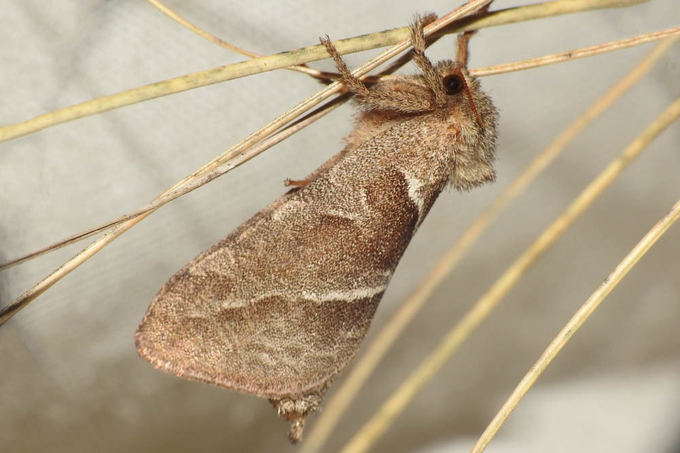 Triodia sylvina - kis gyökérrágólepke