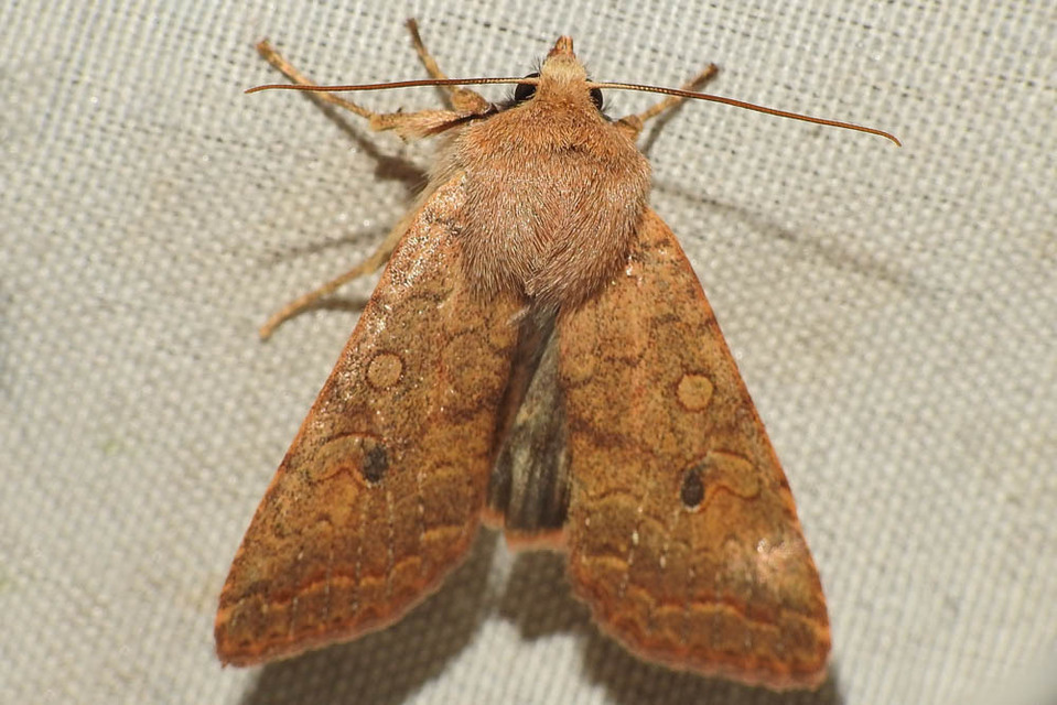 Sunira circellaris - okkersárga őszibagoly