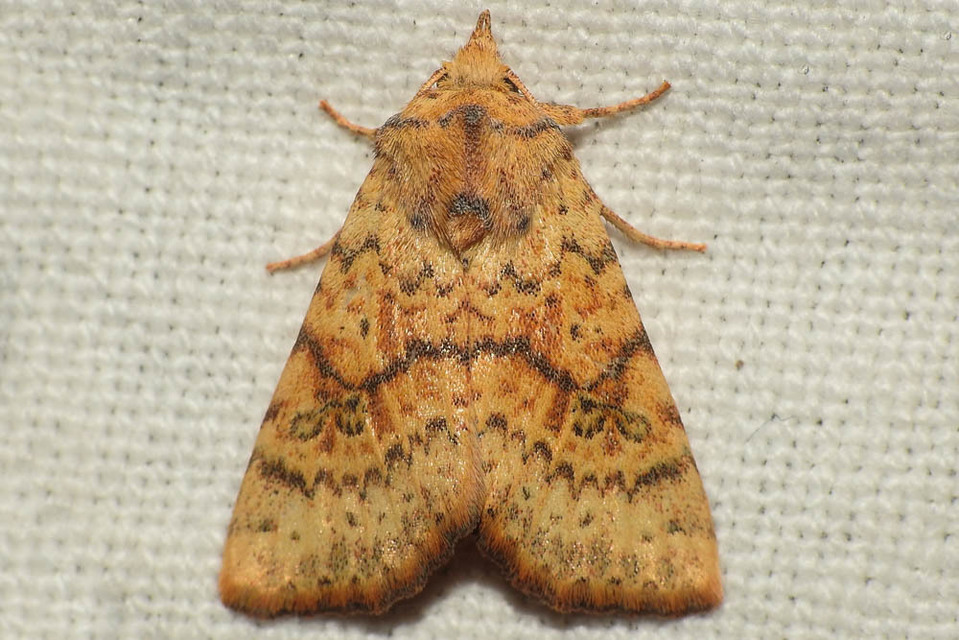 Tiliacea sulphurago - kénes sárgabagoly