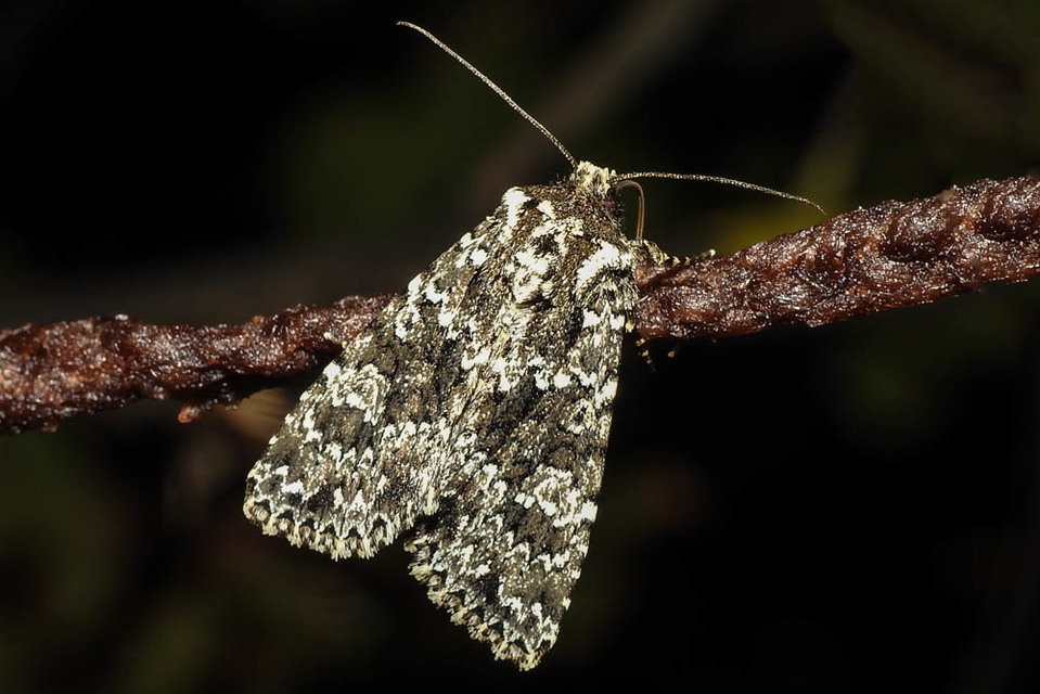 Polymixis polymita - kankalin-tarkabagoly