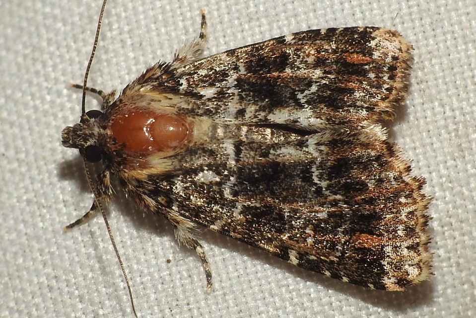 Callopistria latreillei - gyöngypettyes bagoly