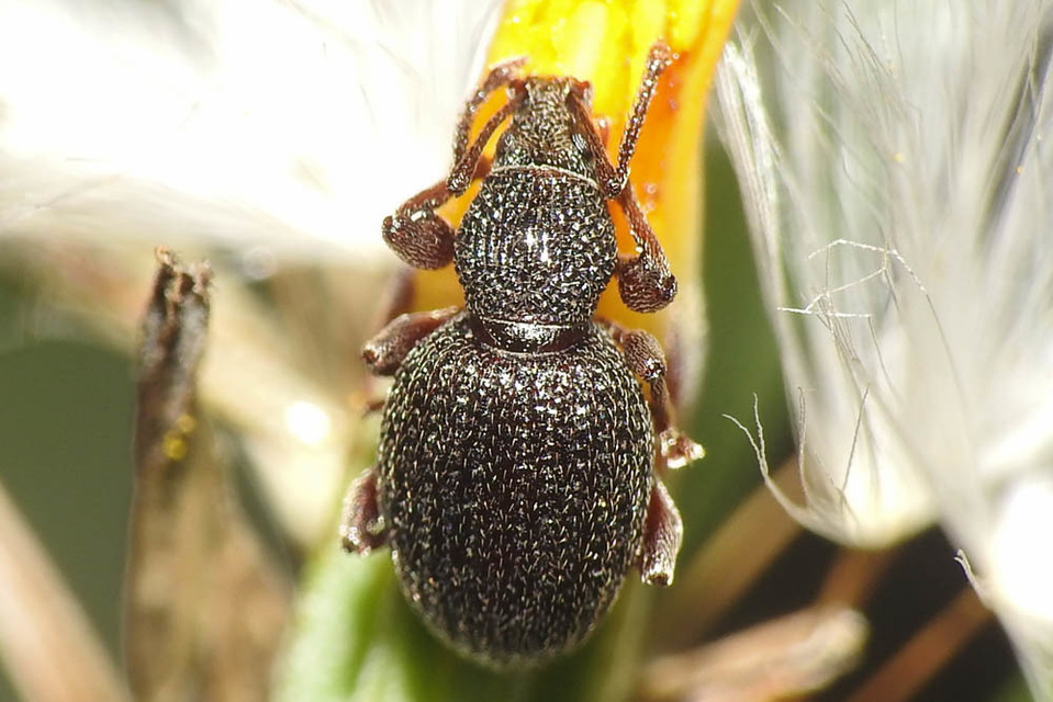 Otiorhynchus ovatus - apró gyalogormányos