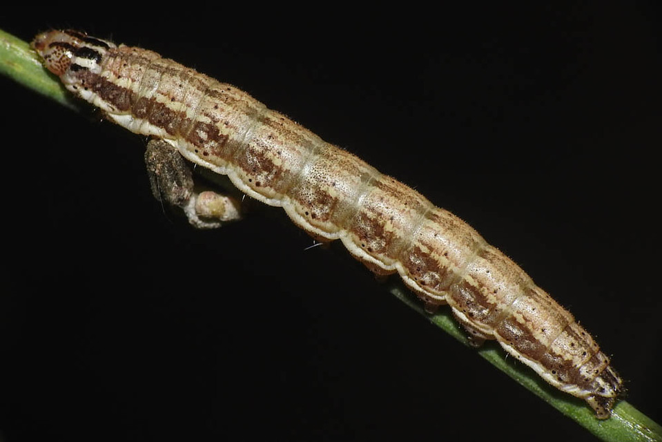 Schinia cognata - nyúlparéj-nappalibagoly
