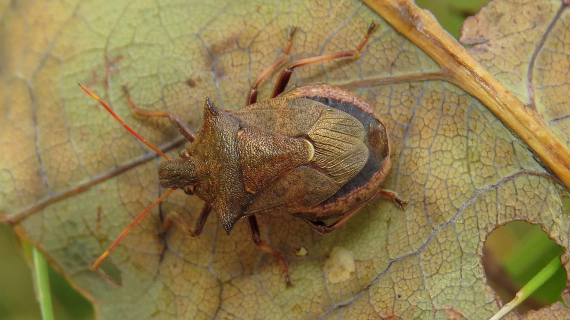 Picromerus bidens - tüskés címerespoloska Picromerus bidens - tüskés címerespoloska
