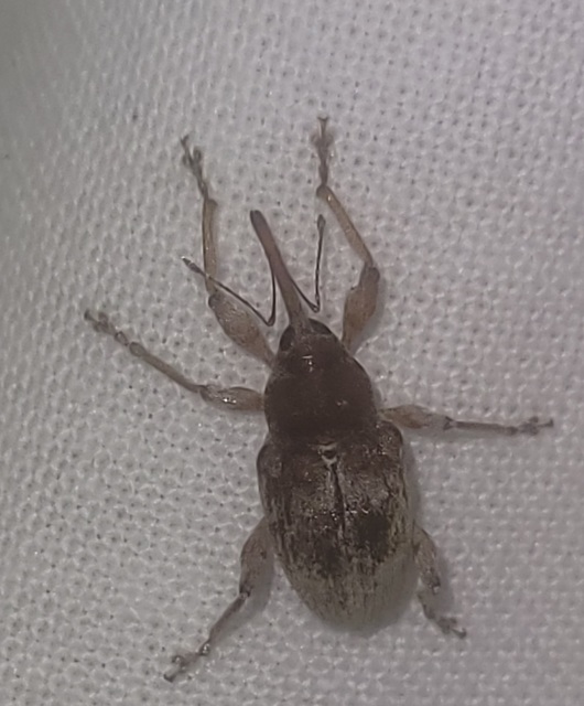 Curculio propinquus - halvány zsuzsóka