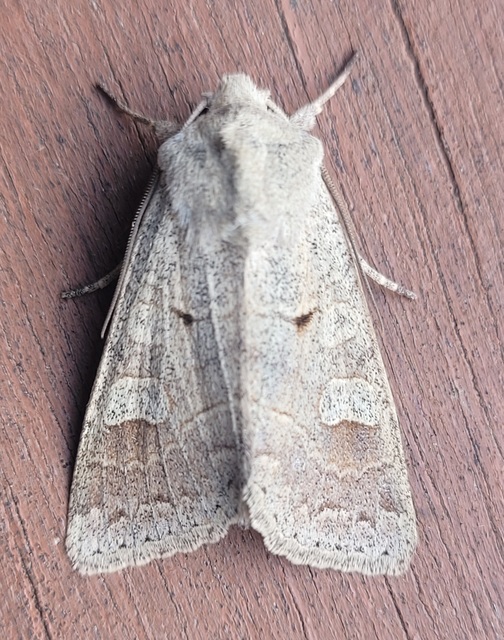 Ammoconia caecimacula - szürke őszibagoly