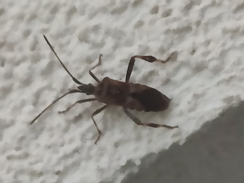 Leptoglossus occidentalis - nyugati levéllábú poloska