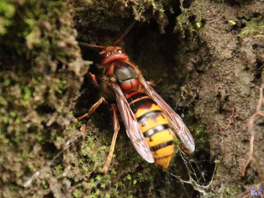 Vespa crabro - lódarázs