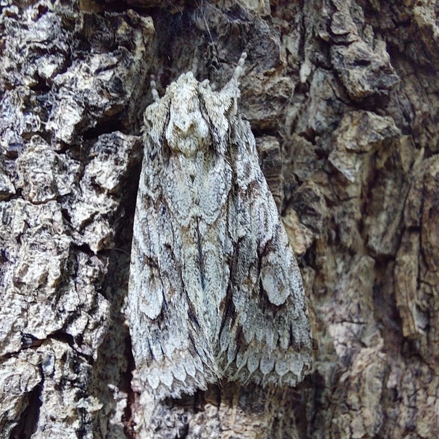 Meganephria bimaculosa - kétfoltos szilbagoly