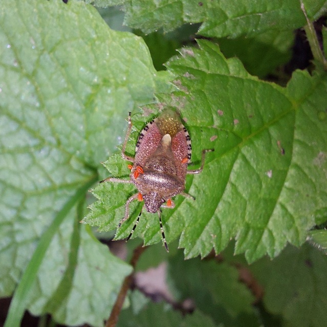 Dolycoris baccarum - közönséges bogyómászó-poloska