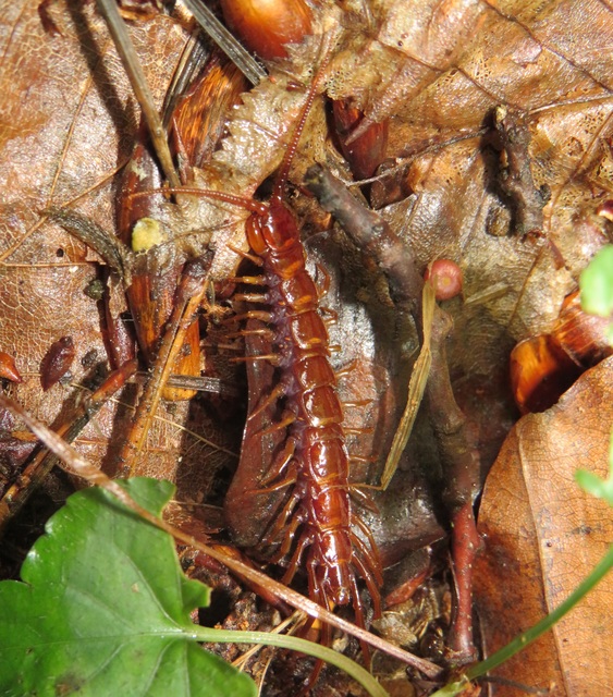 Lithobius