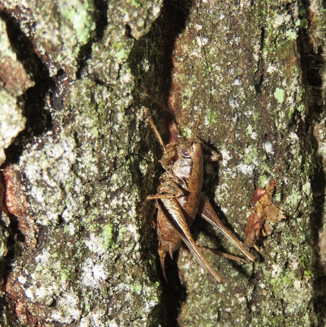 Pholidoptera griseoaptera - szürke avarszöcske