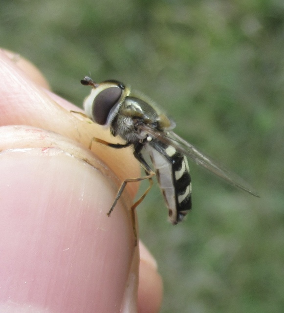 Scaeva pyrastri - gyakori nagyhomlokúlégy