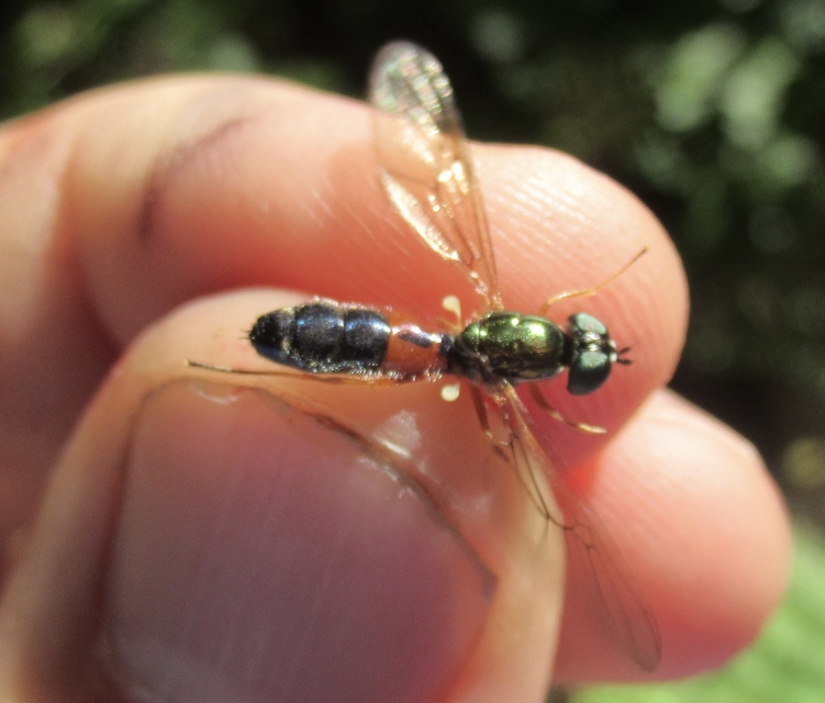 Sargus bipunctatus - kétpettyes fémeslégy