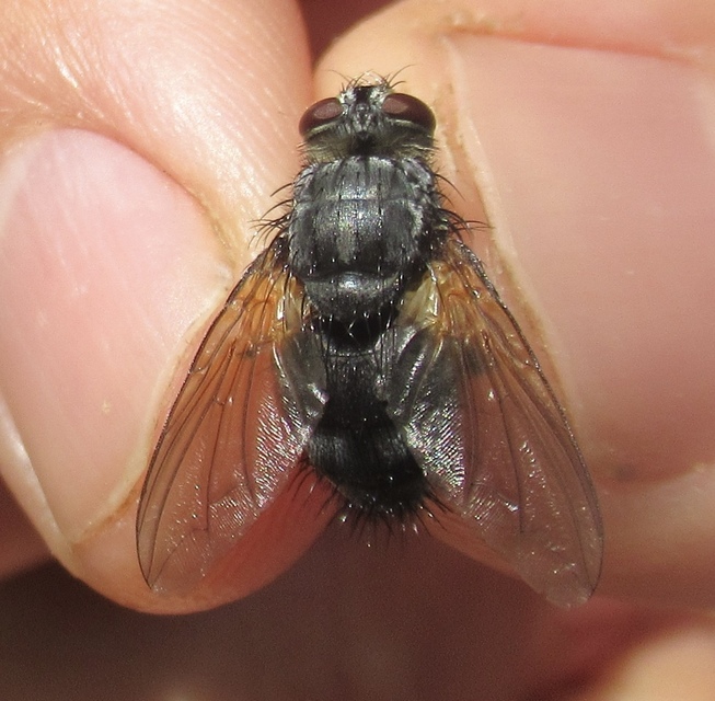 Nemoraea pellucida
