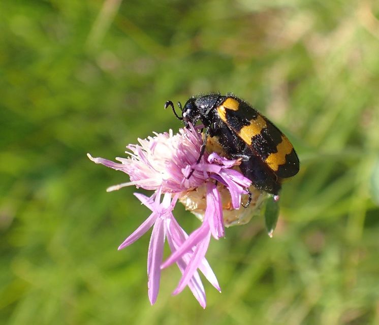 Mylabris variabilis - szalagos hólyaghúzó