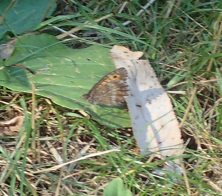 Arethusana arethusa - közönséges szemeslepke