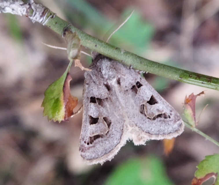 Episema tersa - hármasjegyű liliombagoly