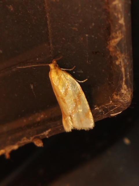 Clepsis pallidana - aranysárga sodrómoly