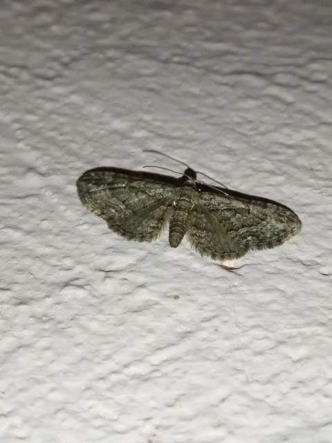 Eupithecia ericeata - feketefenyő-törpearaszoló