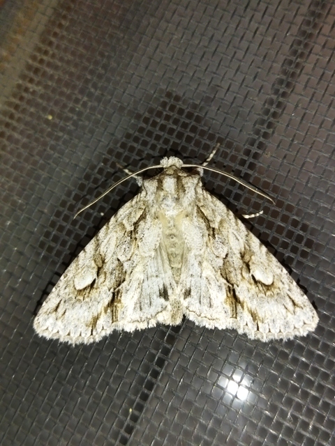 Meganephria bimaculosa - kétfoltos szilbagoly