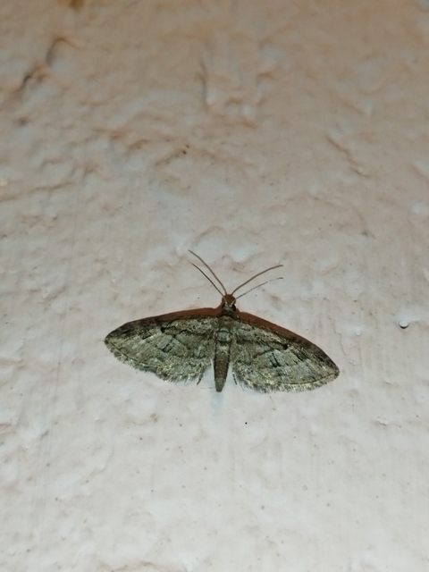 Eupithecia ericeata - feketefenyő-törpearaszoló