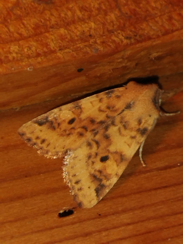 Cirrhia gilvago/ocellaris