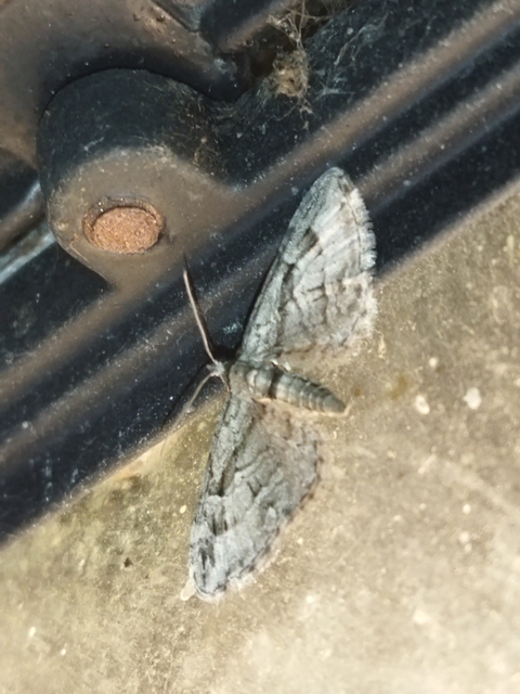 Eupithecia ericeata - feketefenyő-törpearaszoló
