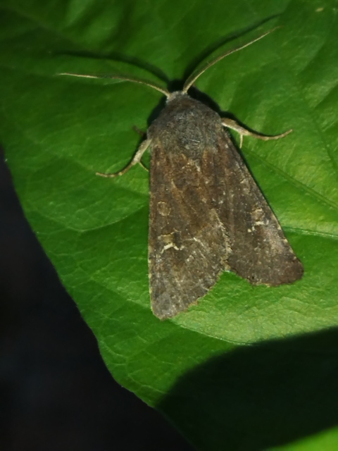 Aporophyla lutulenta - sziki őszibagoly